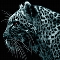 Аватар для Leopard77